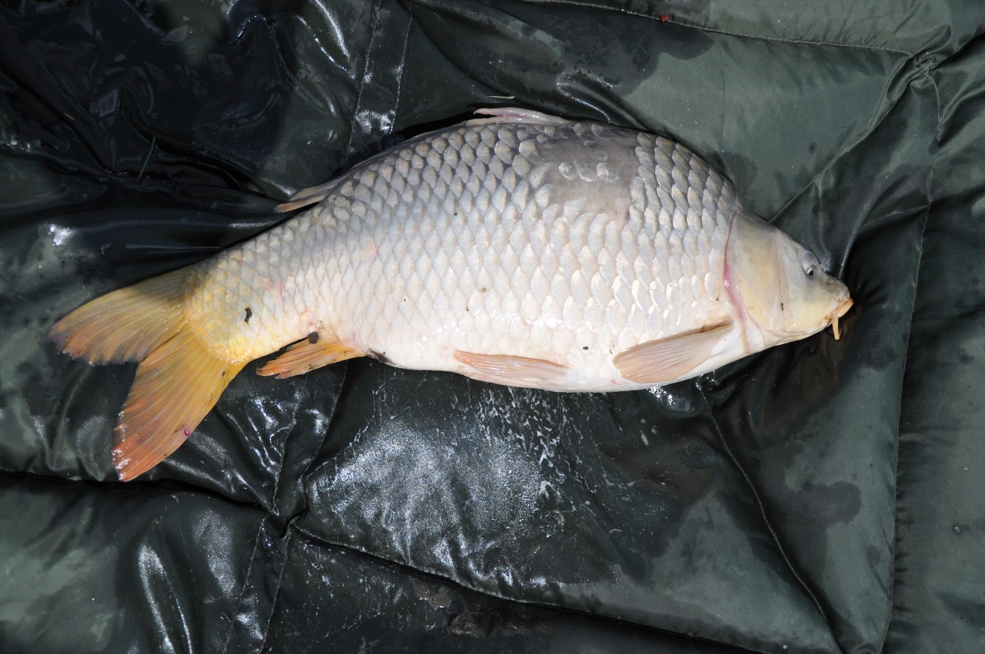 MV 2/2- 09/06/2013 - dsc0030.JPG